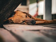 耳は裂け、歯は砕け、全身ボロボロに...違法闘犬の「犠牲」となったミックス犬