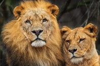 10歳少女がライオンに激しく襲われる...中国の動物園で撮影された「恐怖の瞬間」映像にネット震撼