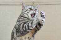 飼い主に高速連続パンチを見舞う子猫　ネット民から「アンガーマネジメントが必要」との声も