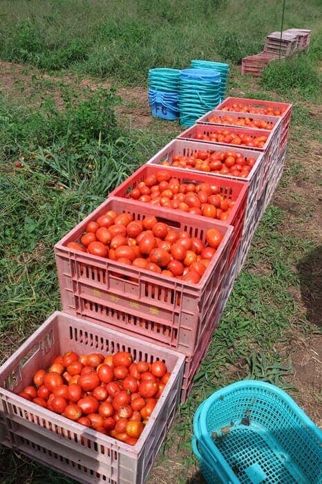 生活クラブの完熟トマト