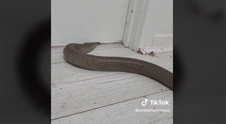 @snakehunteraus/TikTok