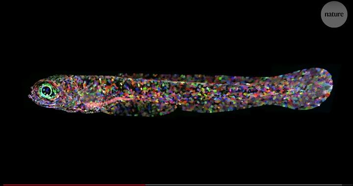 ゼブラフィッシュの特殊な細胞分裂は、効率的に細胞の数を増やすため？（表層上皮細胞の全体を観察するために細胞を1つずつ色分けされたゼブラフィッシュの幼生）　nature video-YouTube