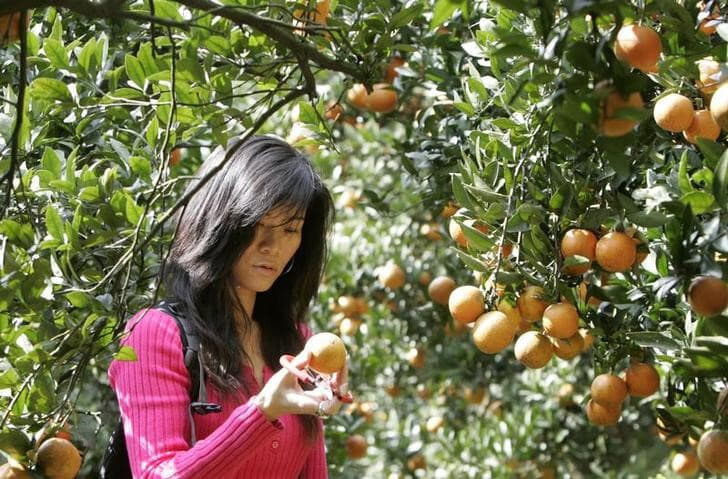 中国税関当局は3日から台湾産のかんきつ類や一部水産物の輸入を停止すると発表した。写真は、台北の観光農園の中のミカン。2007年2月4日に撮影。（2022年　ロイター／Jameson Wu TAIWAN）