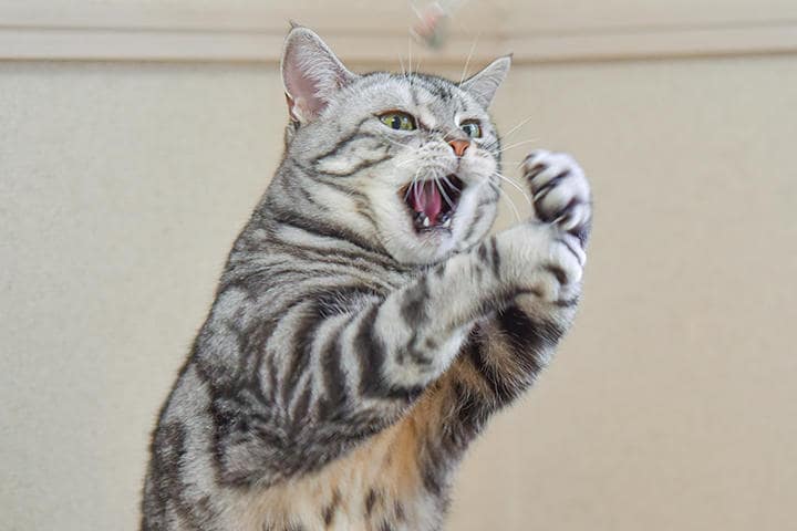 じゃれるにしては度が過ぎている？（写真はイメージです）　ramustagram-iStock