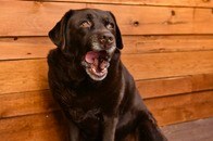 12歳の保護犬を救ったつもりが...救われたのは私の方だった