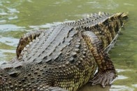 「かわいそう...」「許せない！」頭部が欠損...ワニの不自然な死骸が謎を呼ぶ