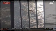 【動画】漢江に現れた怪物を見る