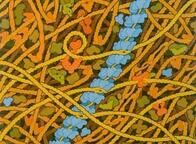 損傷したDNAの修復プロセスを可視化することに成功