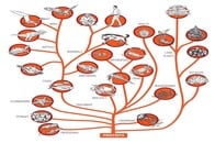 MITの地球化学者の研究により「地球初の動物」が判明か...正体は海にいる「あの生物」