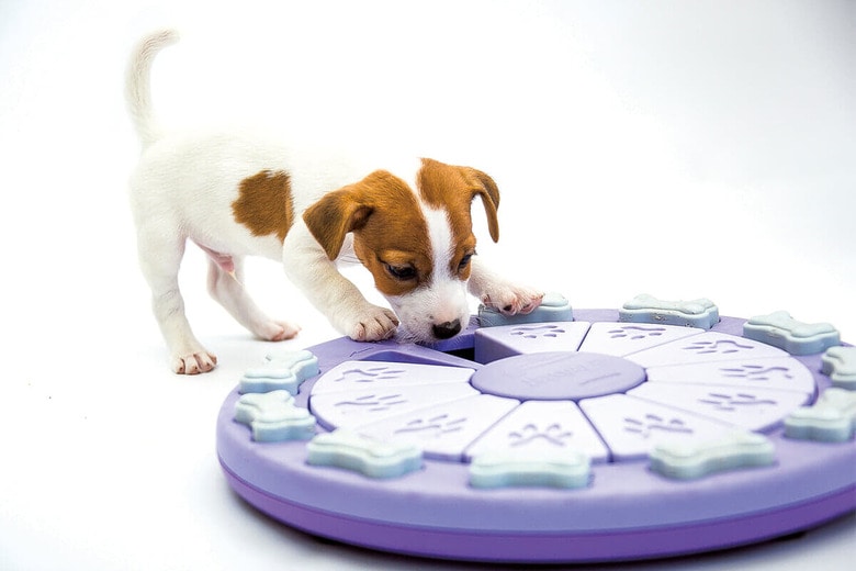 質の高い餌やサプリは基本中の基本。知的な遊びで刺激したり、歯磨きをしてやったりと飼い主のやれることは多い　OKSANA KUZNETSOVA/ISTOCK