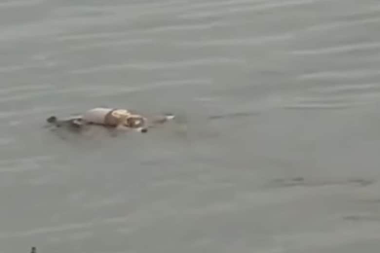 NTU Nature News-YouTube
