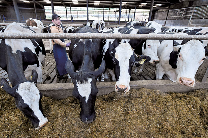 スコットランドの酪農家は日の出の4～5時間前に起きることに　Jeff J Mitchell/GETTY IMAGES