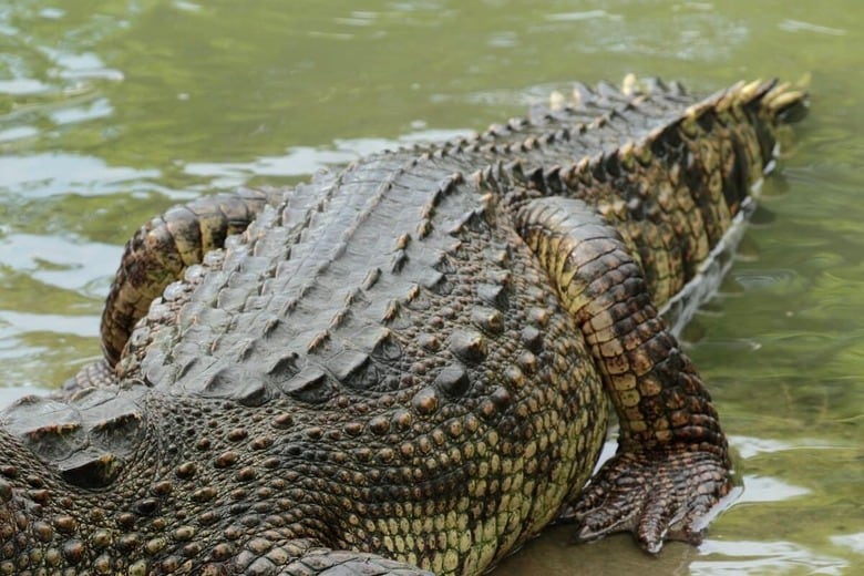 （写真はイメージです）　Naypong Studio-Shutterstock