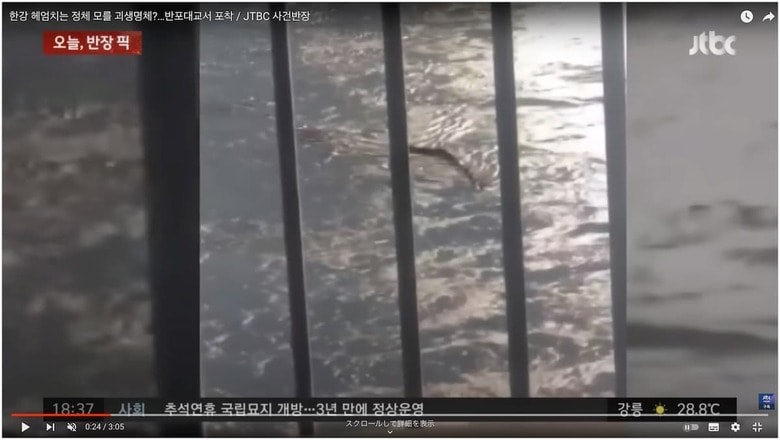 漢江に怪物現る？　 JTBC News / YouTube