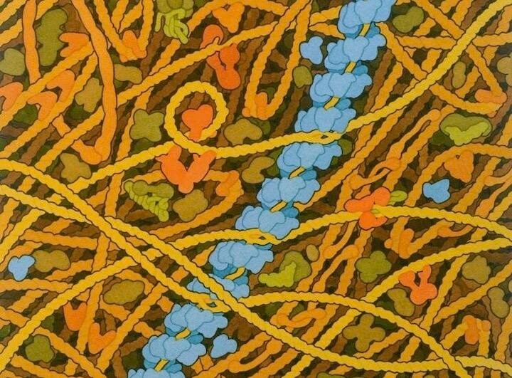 大腸菌を用いて、二本鎖DNAが修復されるプロセスを直接視覚化することに成功　Illustration of the RecA filament.　Photograph: David Goodsell