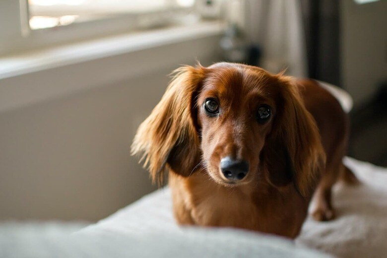 微笑ましい子犬の成長（写真はイメージです）　Nicole Logan-Unsplash