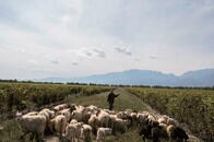 【写真特集】中国ワインは砂漠から世界へ