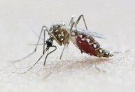 武田薬品、WHOなどの問い合わせを受けジカ熱ワクチン開発の検討チーム立ち上げ