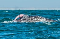海岸に流れ着いた謎の物体、クジラのペニスか