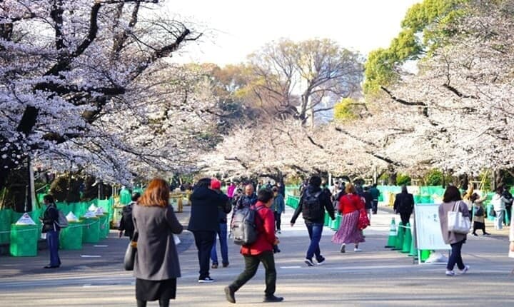 桜が満開になった上野公園