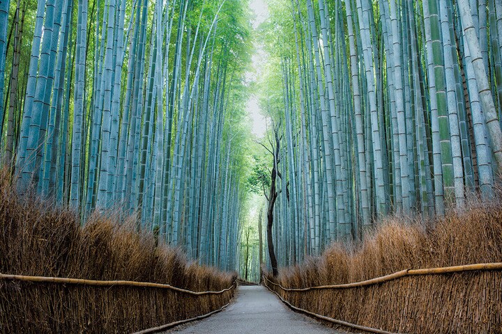 嵐山の竹林（日本・京都）
