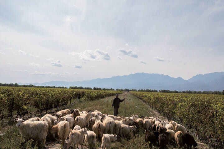 中国の寧夏回族自治区・銀川市にある「シルバーハイツ」ワイナリーのブドウ畑で雑草を駆除するために放牧されるヤギ
