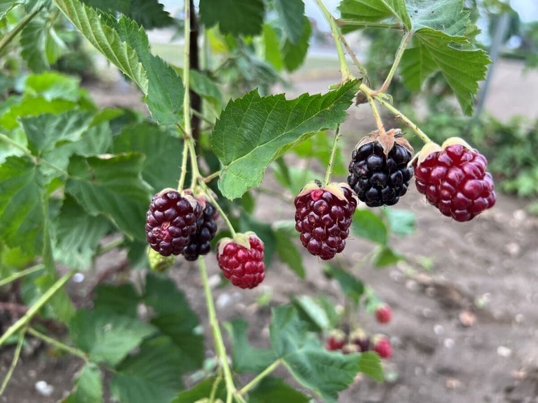 「ミラクルベリー」と言われるボイセンベリーはいまや館林の名産品に