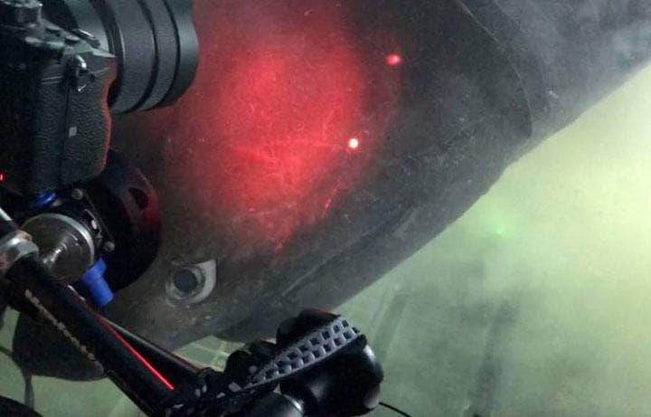 数匹発見したカグラザメのうち、潜水艇に接近してきた大型（5メートル）のメス　Gavin Naylor/FLORIDA MUSEUM