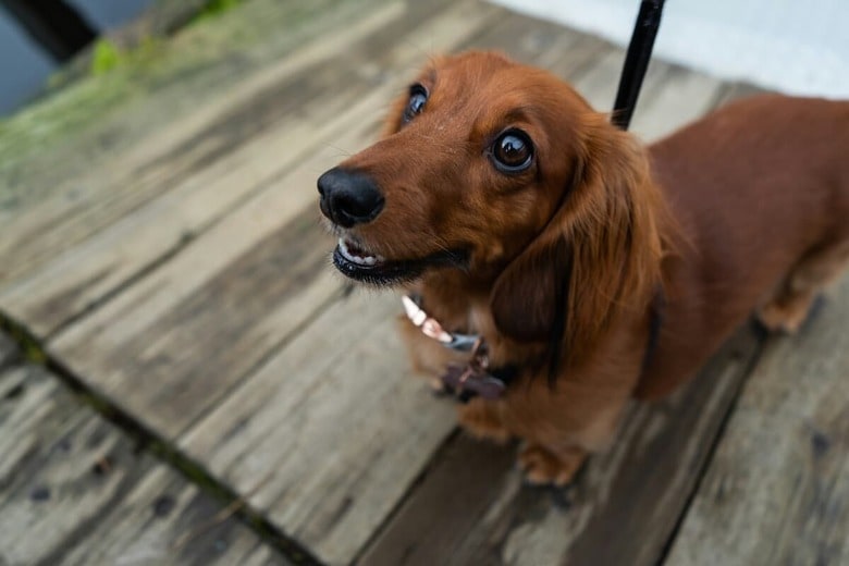 誰もいないはずのリビングで何が？　犬の「こっそりダッシュ」がバズる理由（写真はイメージです） Nicole Logan-Unsplash