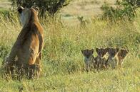 台本なしの自然界をそのまま。アフリカ系女優がナビする動物ドキュメンタリー