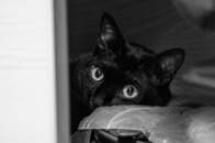 ひとりぼっちになった猫...新入りの子猫に驚きの反応