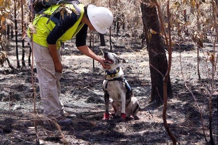bear-the-koala-bushfire-dog.jpg