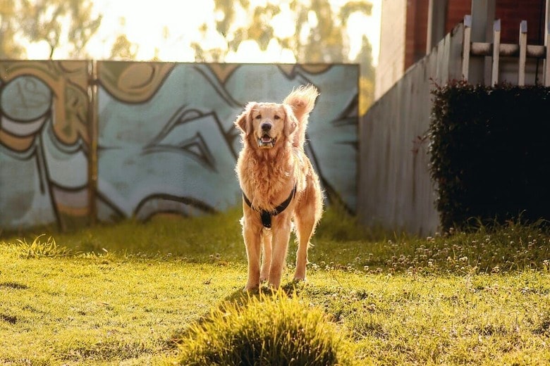 生後10週の弟犬に大興奮！ゴールデンレトリバーの初対面が尊すぎる（写真はイメージです）　Faber Leonardo-Unsplash
