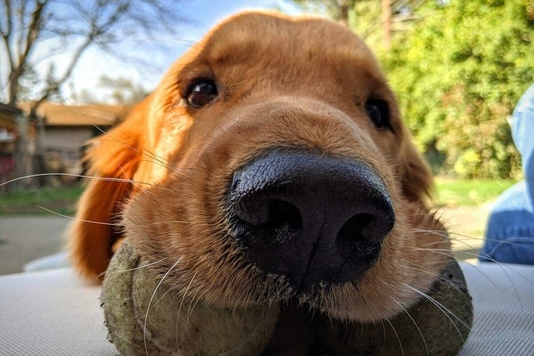 「お兄ちゃんになる日」...ゴールデンレトリバーが弟犬に見せた愛情のカタチ（写真はイメージです）　 Pancrazio Auteri-Unsplash