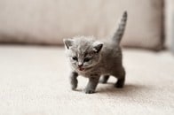 【画像】旅行から帰宅した女性、電子レンジで殺された愛猫の遺体を発見