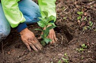 コーヒーが消える？──環境と人権問題に乗り遅れる業界に挑む、ネスレの「再生型農業」とは