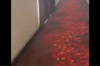 【動画】閲覧注意：ホテルのあちこちに大量のウジ虫や昆虫が...おぞましい「ウジ虫テロ事件」の現場