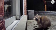【動画】のこのこ現れたアライグマをガラス越しに威嚇する猫