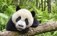 ｢アース：アメイジング･デイ｣