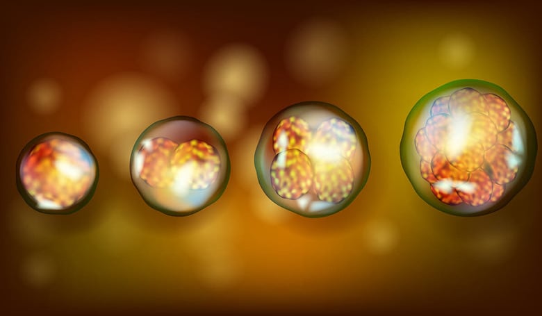 着床後の胚を観察することはこれまで難しかったが…（写真はイメージです）　Sakurra-Shutterstock