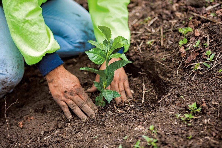 ネスカフェなどの商品で知られるネスレは生育に4年程度かかるコーヒーの苗木（写真）を栽培法から変えようとしている　NESTLE