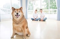 犬・猫ペットブリーダー資格取得で知るペット繁殖を仕事にする方法