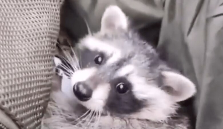 ロシア兵の背嚢に入ったアライグマ「ヘルソン」　Francis Scarr/Twitter