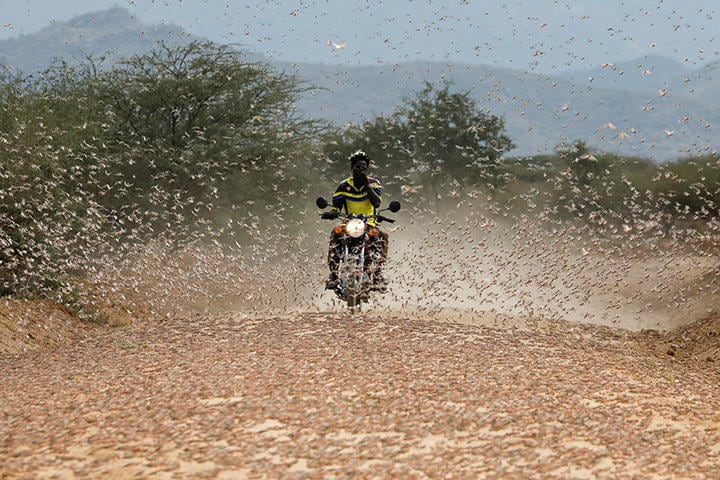 コロナ危機にバッタの大群が拍車をかける（写真は7月2日、ケニア・ロドワル近郊の村にて）　BAZ RATNER-REUTERS