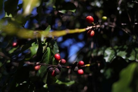 　９月２６日、コーヒー豆の国際価格が１３年ぶりの高値を更新し、砂糖の原料である粗糖の国際価格は７カ月ぶりの高値を付けた。写真はコーヒーの実。２０１９年６月、ブラジルのサン・ジョアン・ダ・ボア・ビスタで撮影（２０２４年　ロイター/Amanda Perobelli）