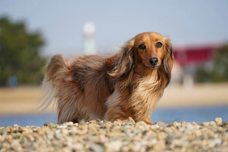 ブランドも反応した老犬の可愛すぎるルーティン（写真はイメージです）　Kojirou Sasaki-Unsplash