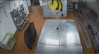 【動画】警備員を殴り飛ばすクマ...リゾートホテルの厨房で監視カメラが記録した恐怖の瞬間