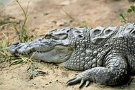 【動画】妊婦が命を落とした「ワニ襲撃の現場」に残されたものとは