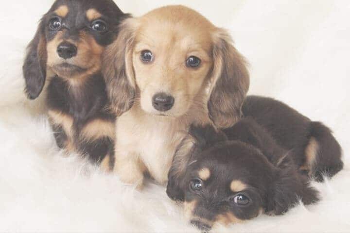 ミニチュアダックスフント