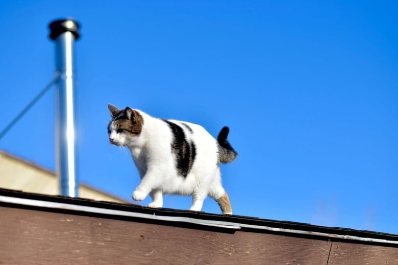 猫は高い所が好きだけれど...（写真はイメージです）　Cohen Berg-Unsplash